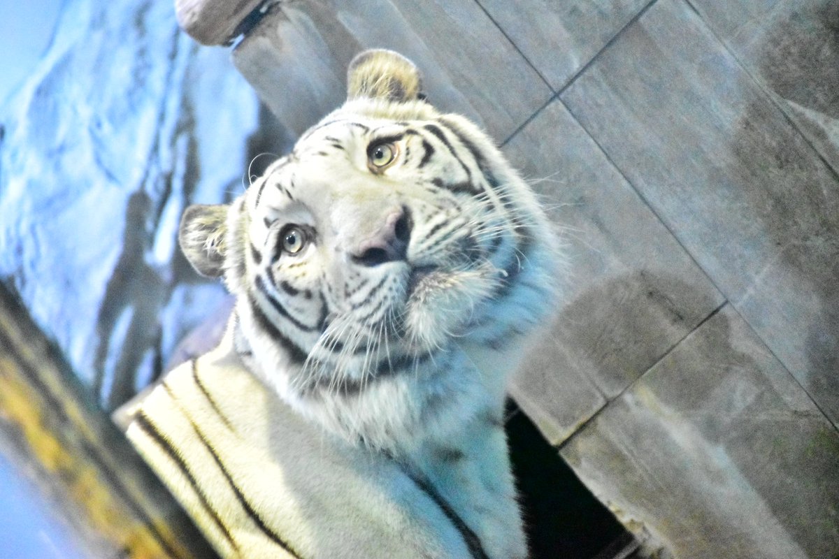 tiger_zoo_c's tweet image. 取り急ぎおっきしてるアクアくん💙
最高に可愛い大好き🥹💙

#ホワイトタイガー
#アクア
#ニフレル