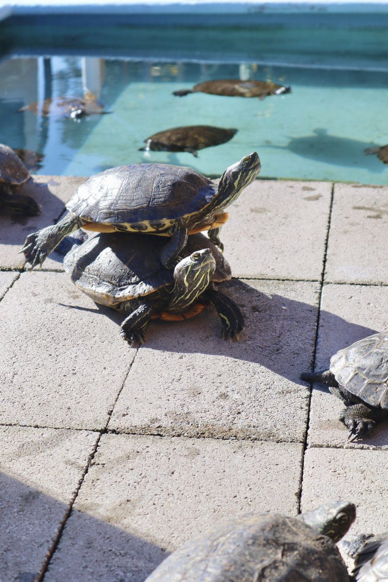 いくらスペースがあっても亀は亀の上に亀を作ります。