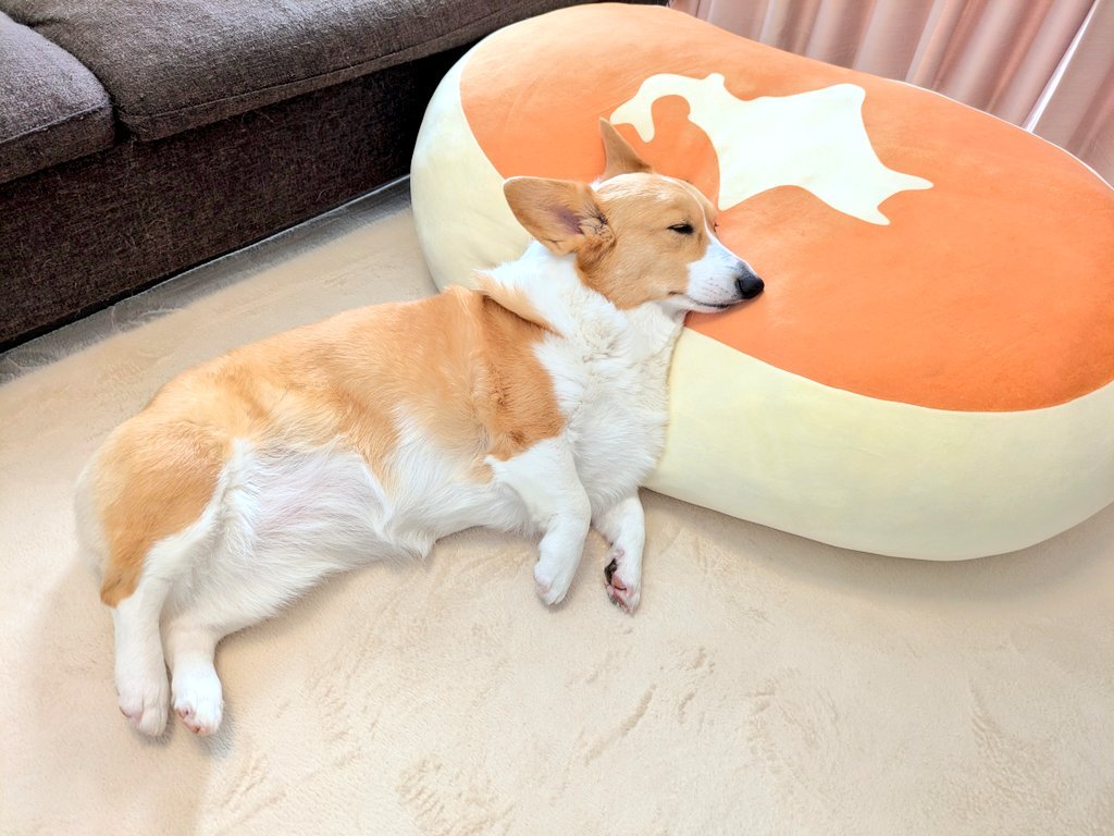 komachiaya_'s tweet image. やけに静かだなと思ったら、本州みたいになって寝てた