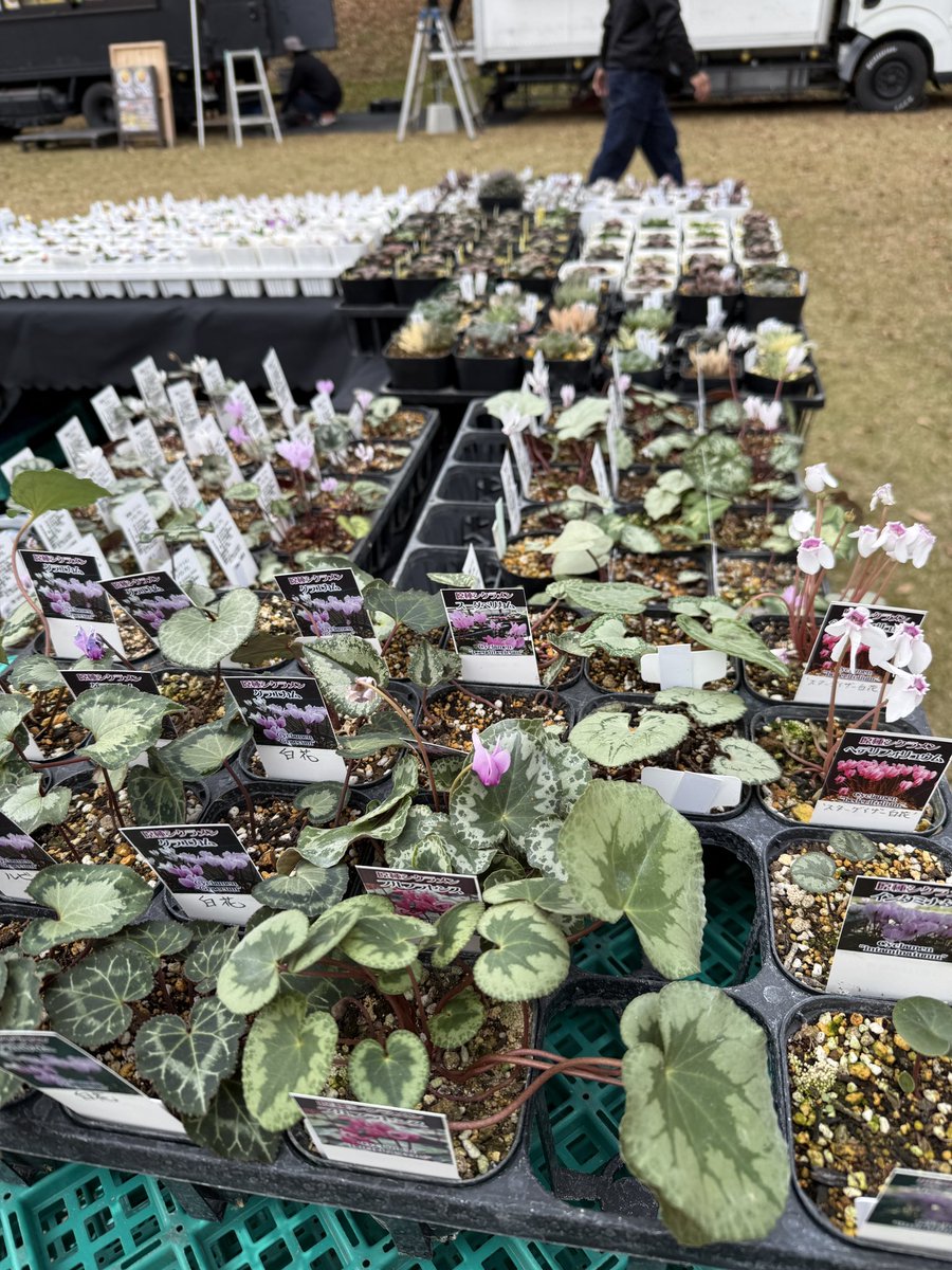 xiaoyaplants's tweet photo. タニっぺin深谷 https://t.co/Uv714ypTAq