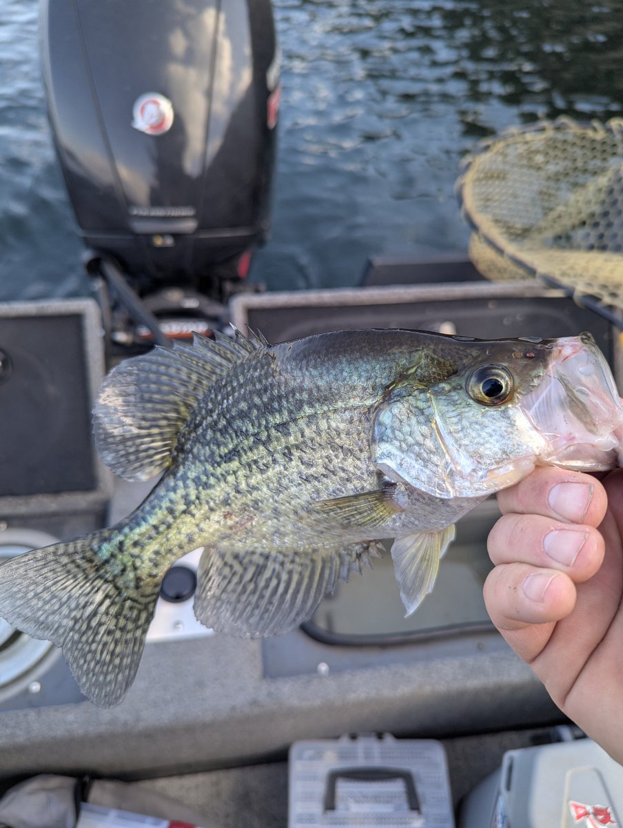 ReubenBerry's tweet photo. Bull Shoals>>>Coaching searches https://t.co/KOvquJg6jC