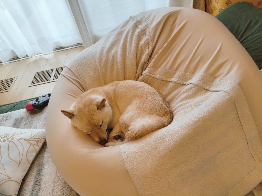 kamuiy's tweet image. 寝てる