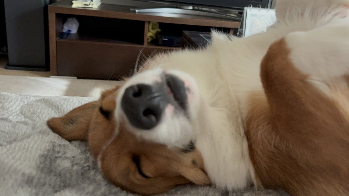 manamiho2's tweet image. せっかくの三連休なのに何も出来ないので犬の寝顔でも