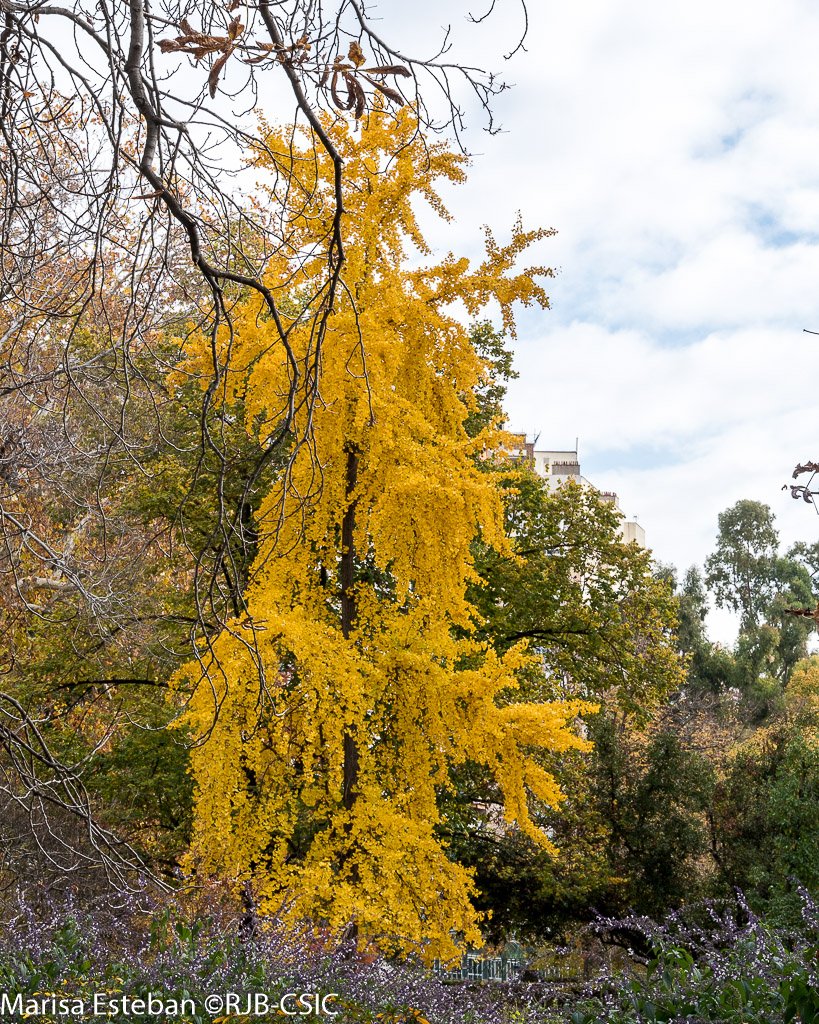 RJBOTANICO's tweet photo. Ginkgo biloba es el único representante actual de un grupo de cientos de especies cuyos restos fósiles se conocen desde el cretácico y se conserva porque desde hace 3000 años se plantaba en los templos chinos. https://t.co/hhyqHM9vBB
