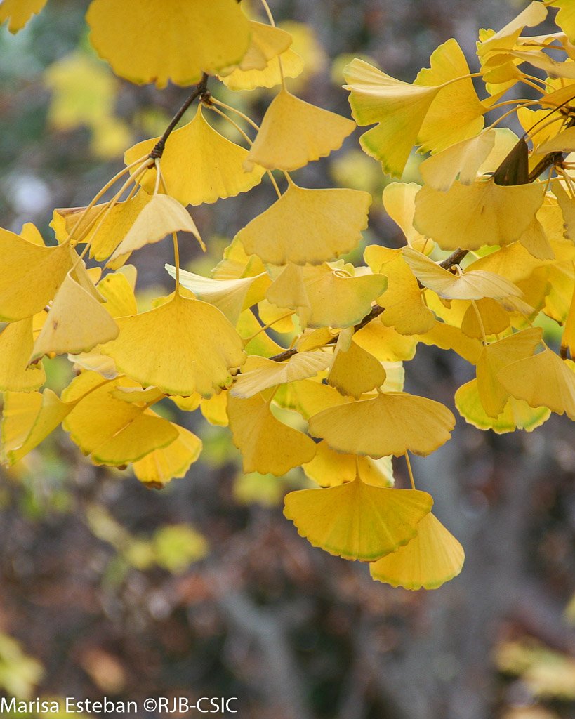 RJBOTANICO's tweet photo. Ginkgo biloba es el único representante actual de un grupo de cientos de especies cuyos restos fósiles se conocen desde el cretácico y se conserva porque desde hace 3000 años se plantaba en los templos chinos. https://t.co/hhyqHM9vBB