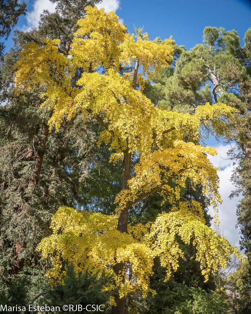 Ginkgo biloba es el único representante actual de un grupo de cientos de especies cuyos restos fósiles se conocen desde el cretácico y se conserva porque desde hace 3000 años se plantaba en los templos chinos.