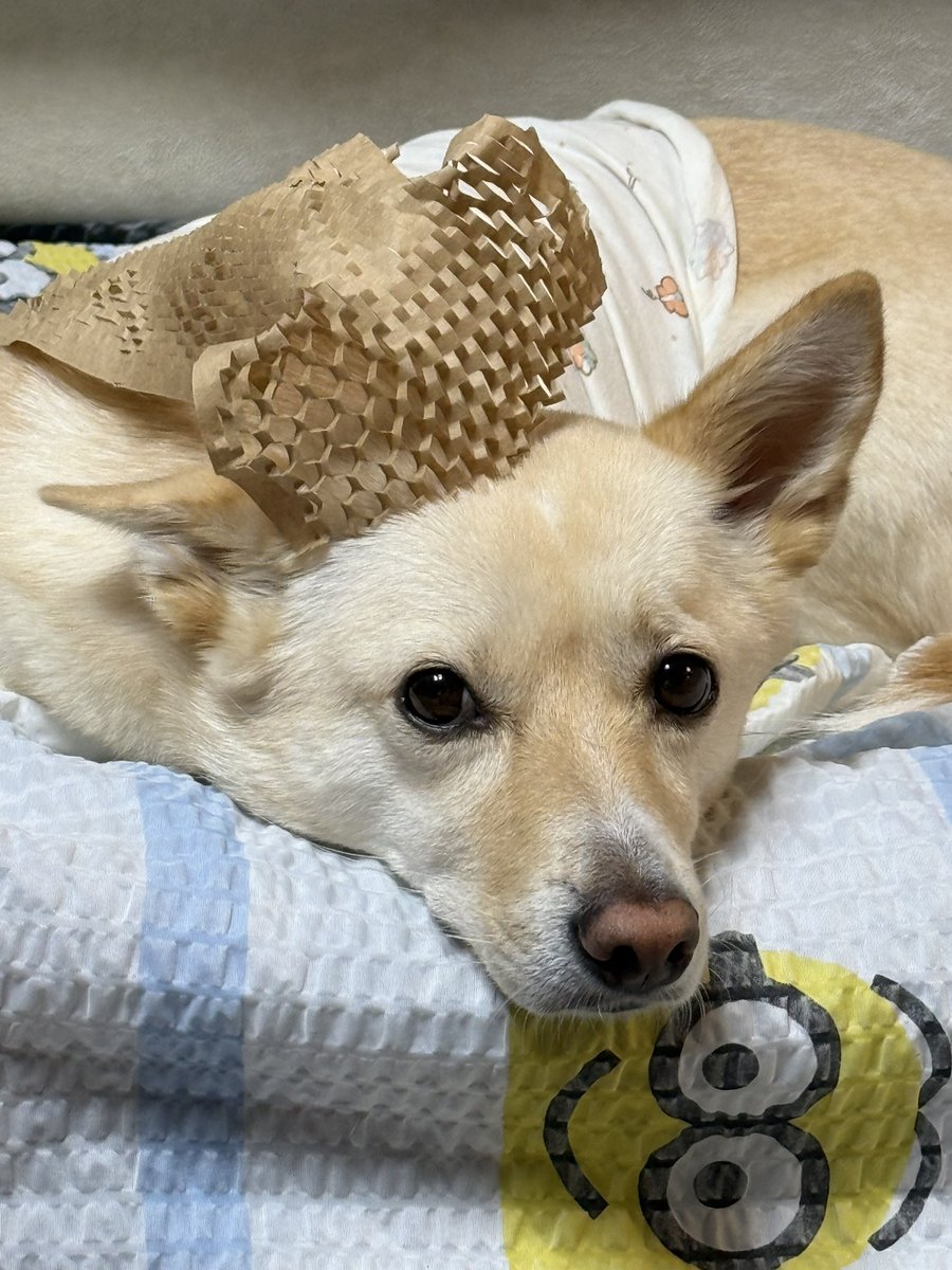 감자🥔 (@gamja_wang0103) on Twitter photo 