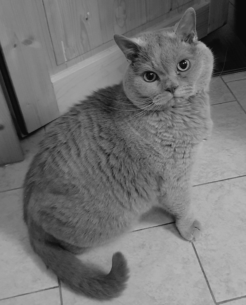 #Rudelgedenktag 

🌈 Toni 🖤 15.07.2008 - 17.05.2025 

Für immer in meinem Herzen ♥️.