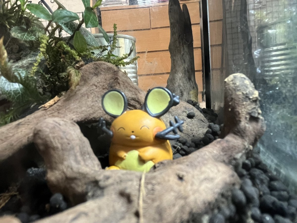 mt_reptile's tweet image. ドンドンマウス