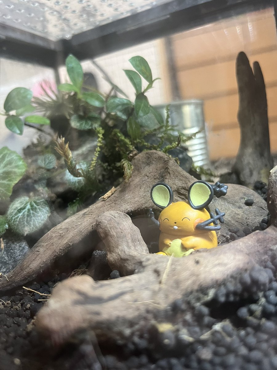 mt_reptile's tweet image. ドンドンマウス