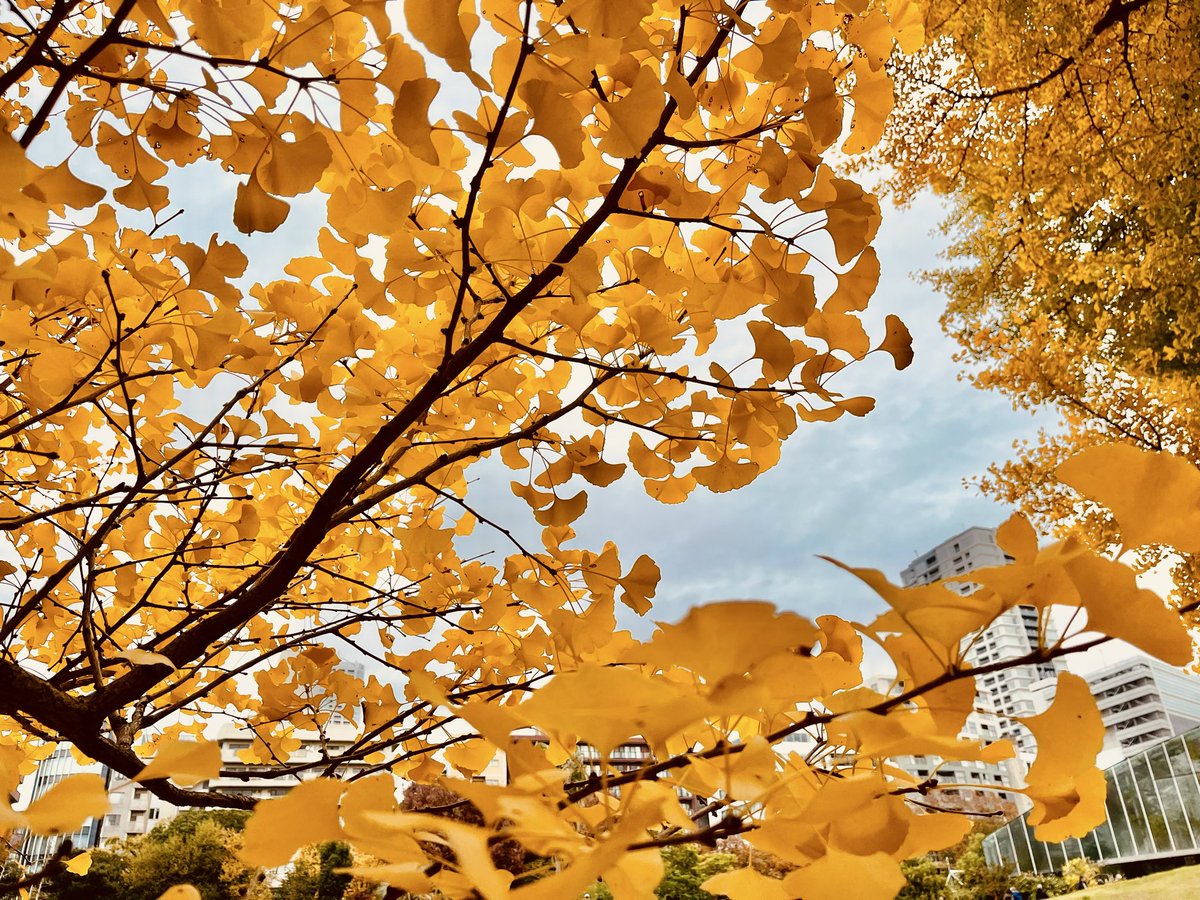 s2sakura08's tweet image. 🍂秋のベールに包まれる🍂