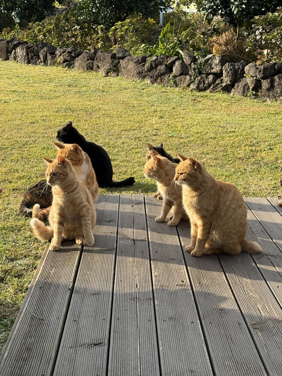 고양이 파티다!