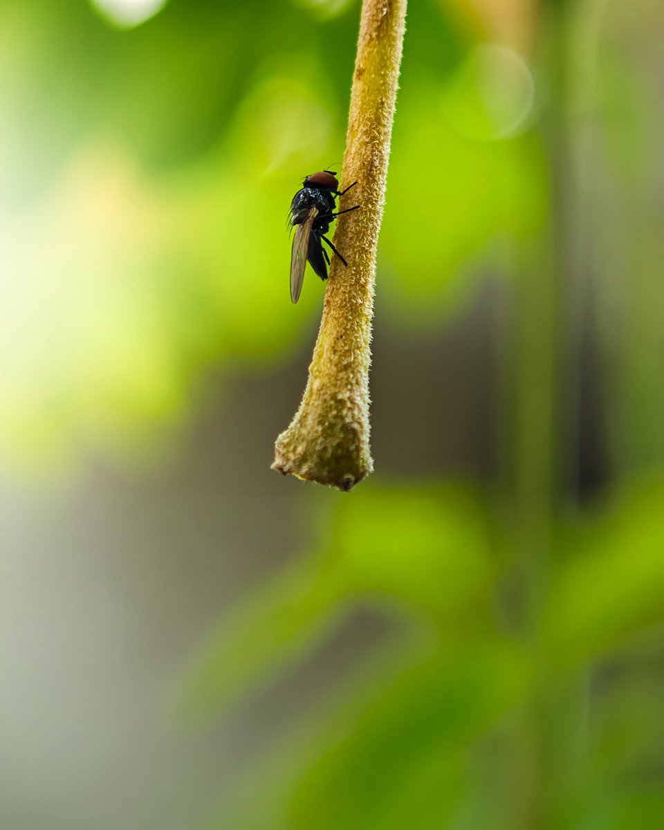 praveen610sibi's tweet photo. The art of minimalism where less is not empty it is intentional.
Each frame in this series is a small reminder that beauty does not always need to shout. Sometimes it lives in the quiet things https://t.co/ihqQZ9EIeY