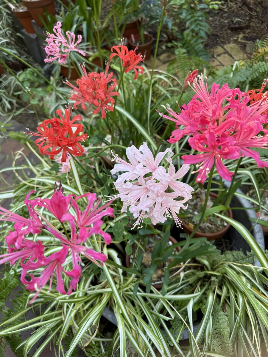 たこすけさん🇯🇵🎌 (@takosuke922) / Posts / X