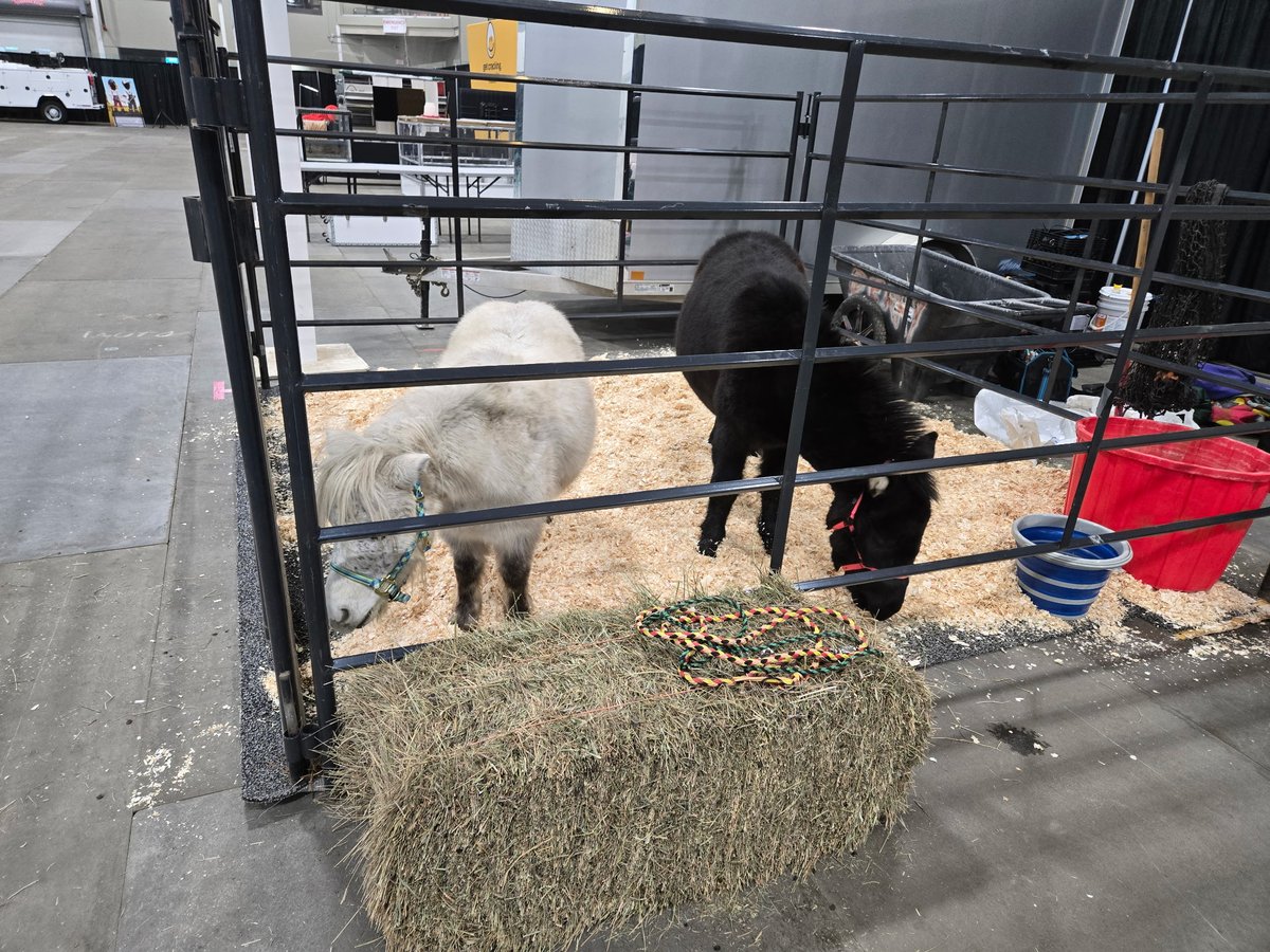 Dottie and Penny are going to be at Agribition in Regina this week! Stop by the Family Ag Pavilion to say hi! Laura, Jenn, and our awesome helper, Nicki, will be there educating kids on the special needs of Littles and how to treat them with kindness.

#sanctuary #ponysanctuary +