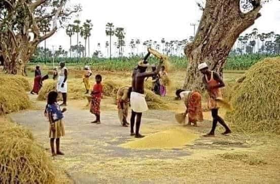 MalarMathar's tweet image. நெல் அறுக்கும்போது களத்தில் தூசி பொடைக்கிறதுன்னு ஒன்னு இருக்கு. சொலவில் தூசியும் நெல்லும் கலந்ததை எடுத்து காத்து வரும் திசையில் தலைக்கு மேல் வைத்து தூத்தணும். 12 மரக்கா வயப்பாடுன்னா  12 கோட்டை நெல் விளையணும்னு கணக்கு. பெரிய சணல் மூட்டைக்கு 2 மூட்டை 1 கோட்டை. எவ்வளவு நெல்…