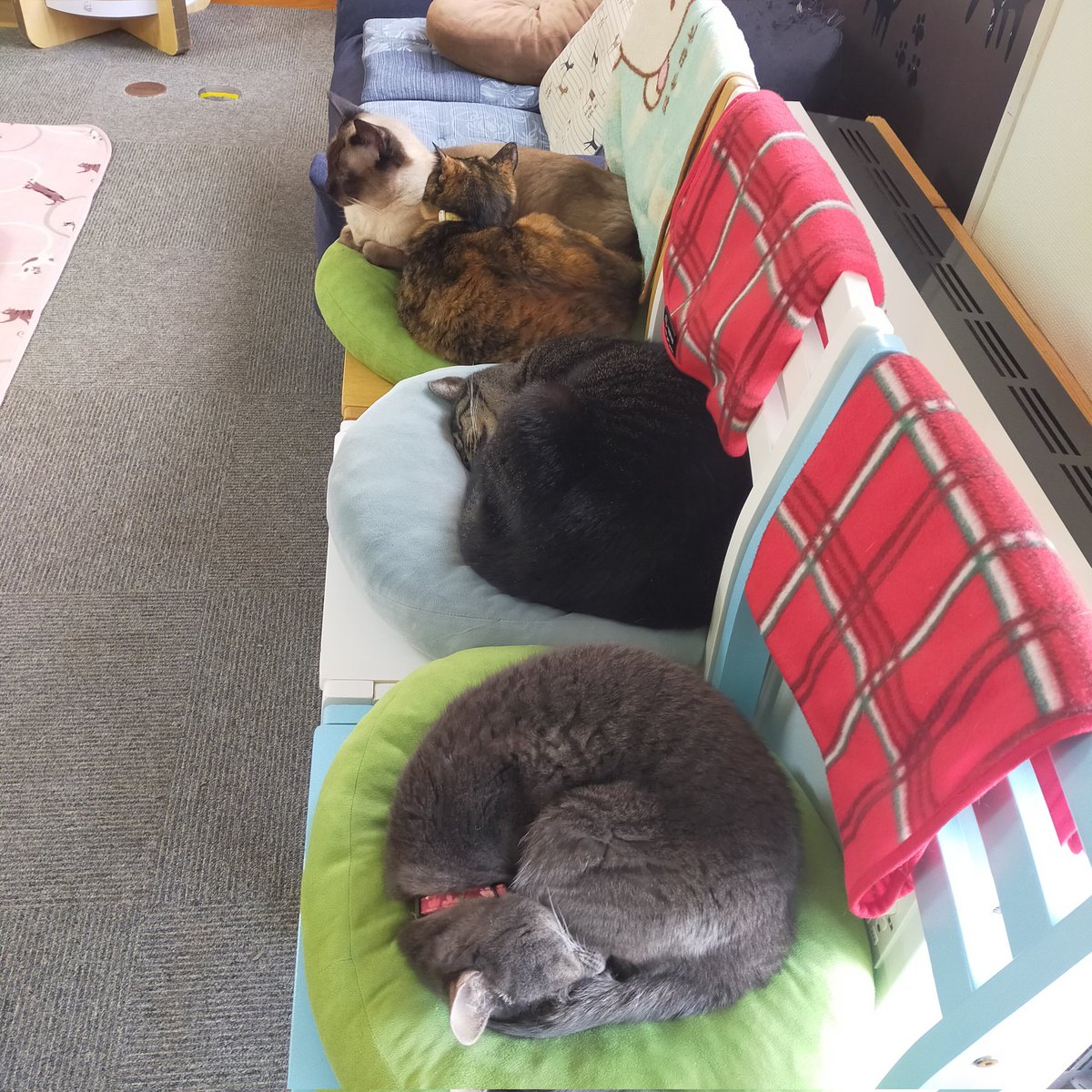 aizu_megoneko's tweet image. 猫休日明けの日曜日
#會津めごねこ 営業中です

空気は冷たいですが晴れて良い天気☀

猫との触れ合いにどうぞお気軽にお越しください🐱

明日も営業しま〜す✨

#11匹のめごい猫に逢いに来てね
#触れ合える猫カフェ
#猫休日
#24日は営業
#25日は休業
#11月も不定休
#固定ポスト見てね
#会津 ＃cat