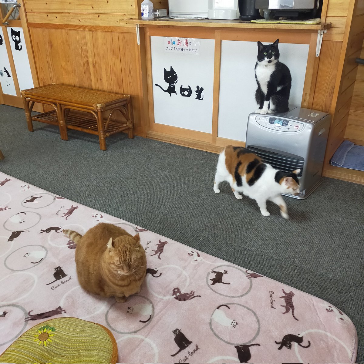 aizu_megoneko's tweet image. 猫休日明けの日曜日
#會津めごねこ 営業中です

空気は冷たいですが晴れて良い天気☀

猫との触れ合いにどうぞお気軽にお越しください🐱

明日も営業しま〜す✨

#11匹のめごい猫に逢いに来てね
#触れ合える猫カフェ
#猫休日
#24日は営業
#25日は休業
#11月も不定休
#固定ポスト見てね
#会津 ＃cat