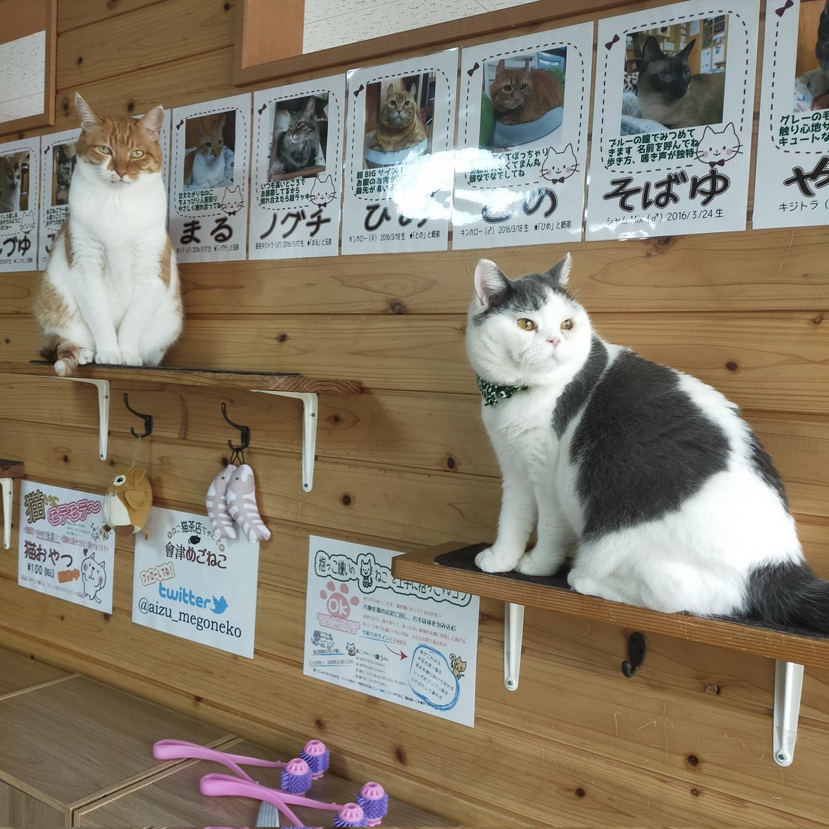 aizu_megoneko's tweet image. 猫休日明けの日曜日
#會津めごねこ 営業中です

空気は冷たいですが晴れて良い天気☀

猫との触れ合いにどうぞお気軽にお越しください🐱

明日も営業しま〜す✨

#11匹のめごい猫に逢いに来てね
#触れ合える猫カフェ
#猫休日
#24日は営業
#25日は休業
#11月も不定休
#固定ポスト見てね
#会津 ＃cat