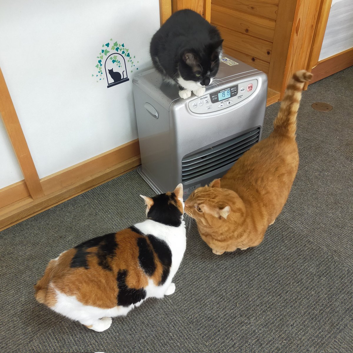 aizu_megoneko's tweet image. 猫休日明けの日曜日
#會津めごねこ 営業中です

空気は冷たいですが晴れて良い天気☀

猫との触れ合いにどうぞお気軽にお越しください🐱

明日も営業しま〜す✨

#11匹のめごい猫に逢いに来てね
#触れ合える猫カフェ
#猫休日
#24日は営業
#25日は休業
#11月も不定休
#固定ポスト見てね
#会津 ＃cat