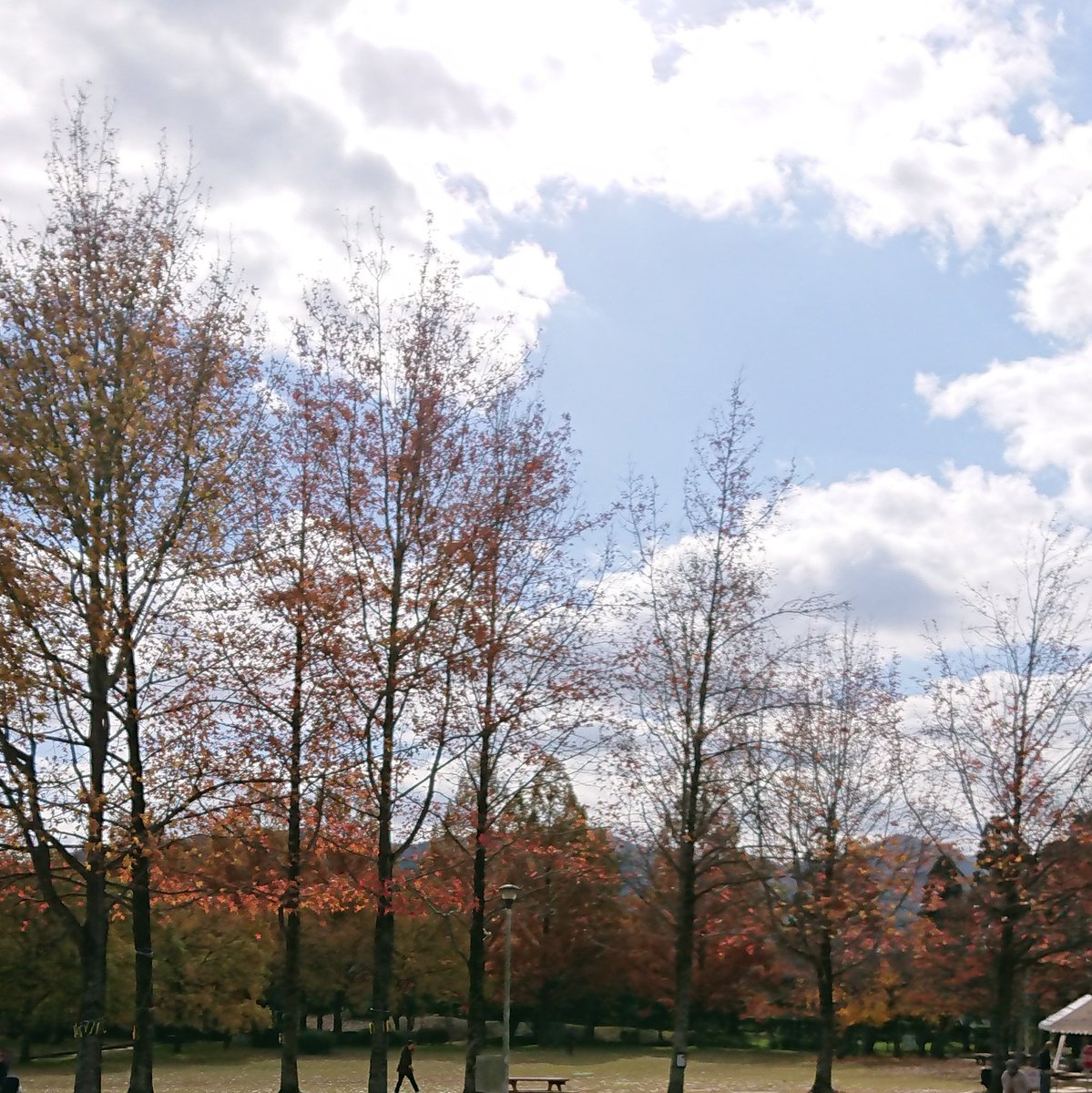 hikimageya's tweet photo. 22日は #丹波年輪の里 で秋の #木木市 。

ボランティアの帰りに寄ってきました。

紅葉は盛りを過ぎてたけど、秋らしい晴天！気分もスッキリ!! https://t.co/TR9Su6UuRJ
