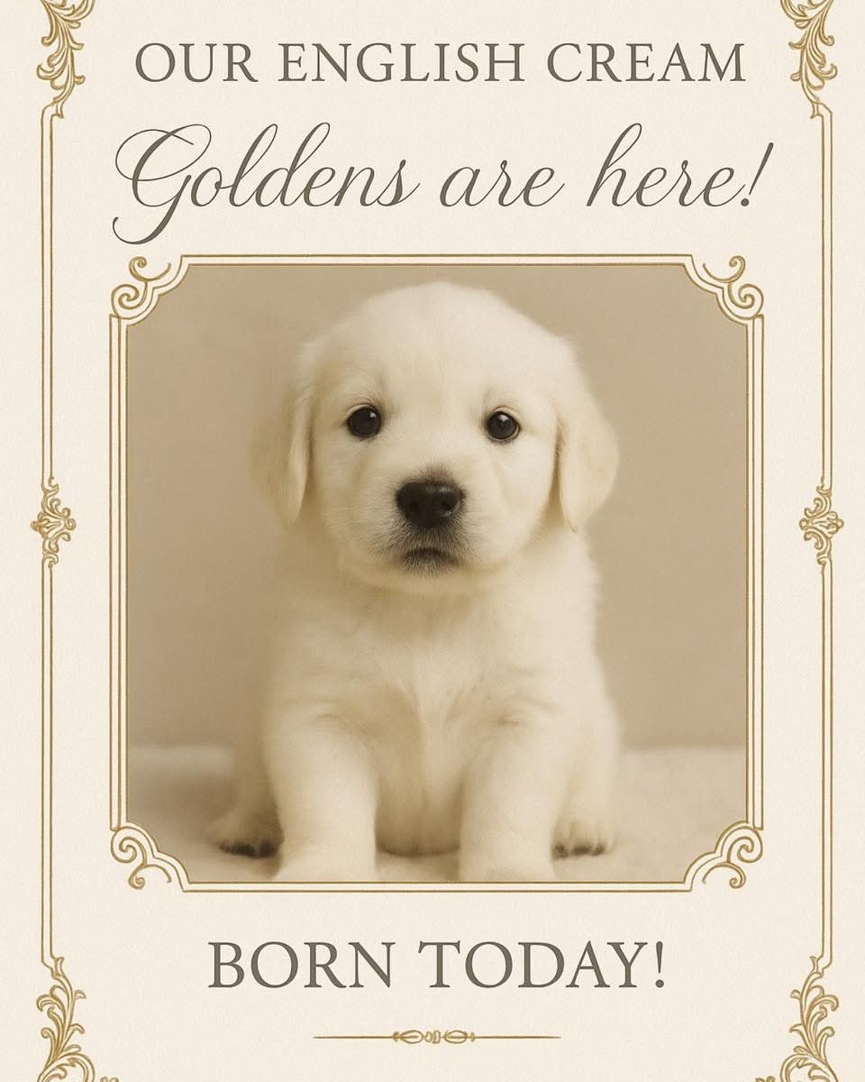 dustinkittle's tweet image. We are going to ignore the fact that Teddy’s breeder had a litter of puppies born today, on my birthday, out of Teddy’s Sire;

Just forget that I said anything about it.