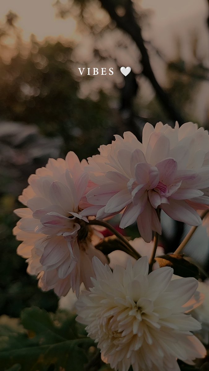 Good morning everyone 🌞 
Happy Sunday 😊❤️ 

Guess what? It's my birthday today 😁 2.5 years of being here in the community and I actually never told anyone about it.🥲 Thank you everyone for being here and supporting me, even in my bad times. 🤍

I wish you all a great day full