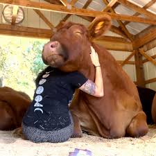 FootballStage_1's tweet image. Eating meat isn’t “normal.” It’s just a habit we stopped questioning.
#BreakTheCycle #ThinkDifferent #VegLife