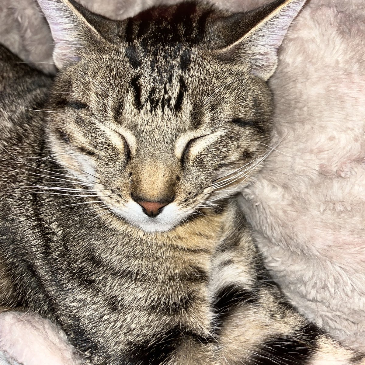 chibidokii's tweet image. here are pictures of my kitties as a thank you for the recent kindness 🥹 (they are purring and laying with me)