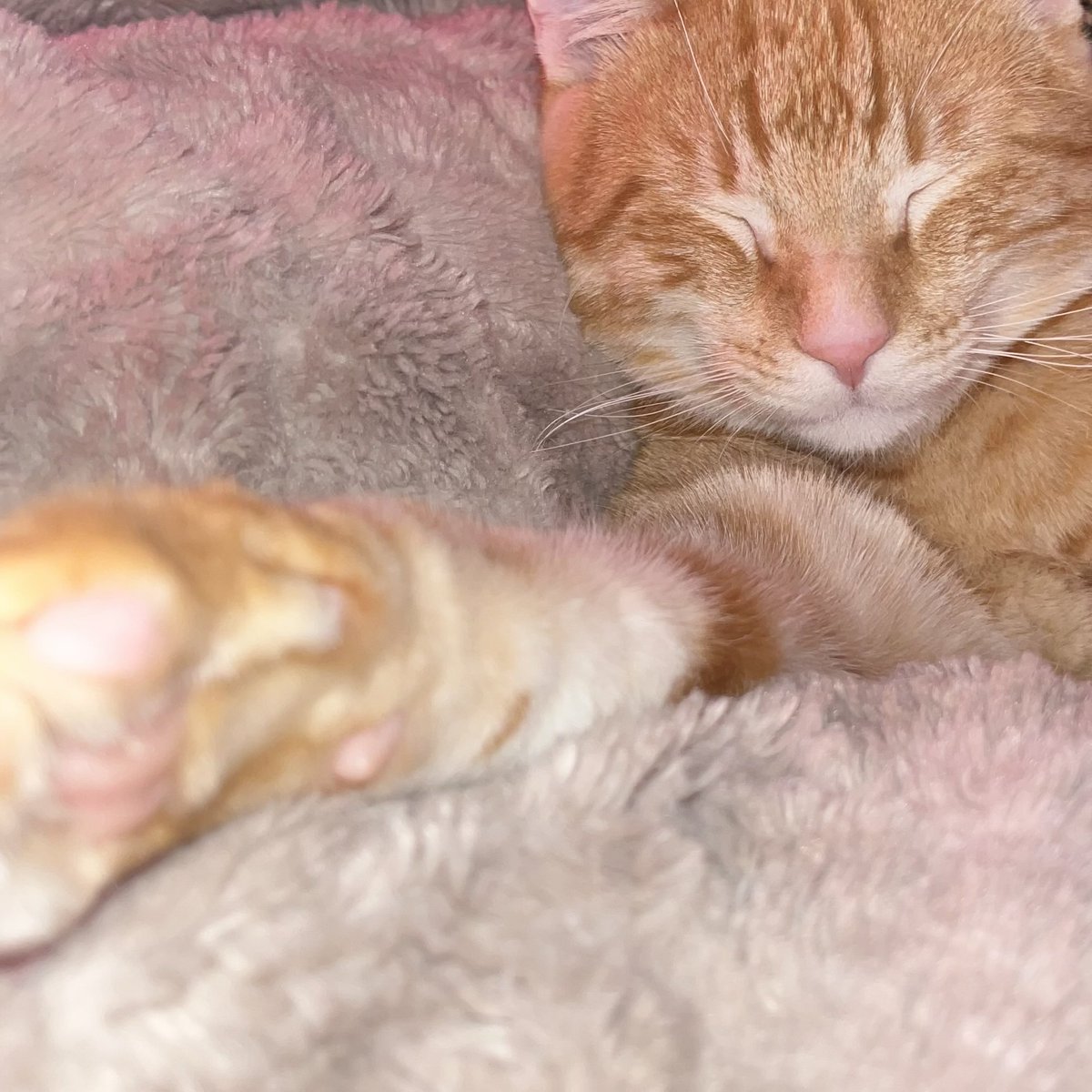 chibidokii's tweet image. here are pictures of my kitties as a thank you for the recent kindness 🥹 (they are purring and laying with me)