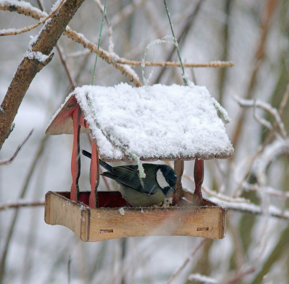 Когда я вижу, как птицы с удовольствием клюют корм, моё сердце наполняется радостью. Ведь даже маленький вклад в сохранение природы делает мир чуточку лучше и добрее. Птицы наши друзья!!!  Всем, всем, всем, доброго утра!