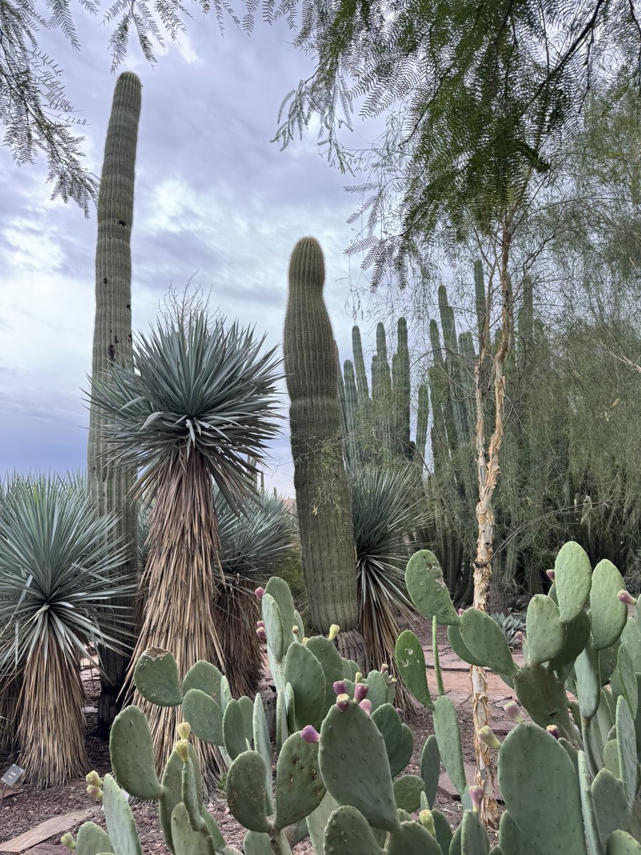 meijiwanders's tweet photo. The desert isn’t just beige.
Phoenix Desert Botanical Garden reminded me today that its colors are subtle, layered, and easy to miss—unless you slow down and look a little closer. 🌵✨ https://t.co/87ySN6iXlX