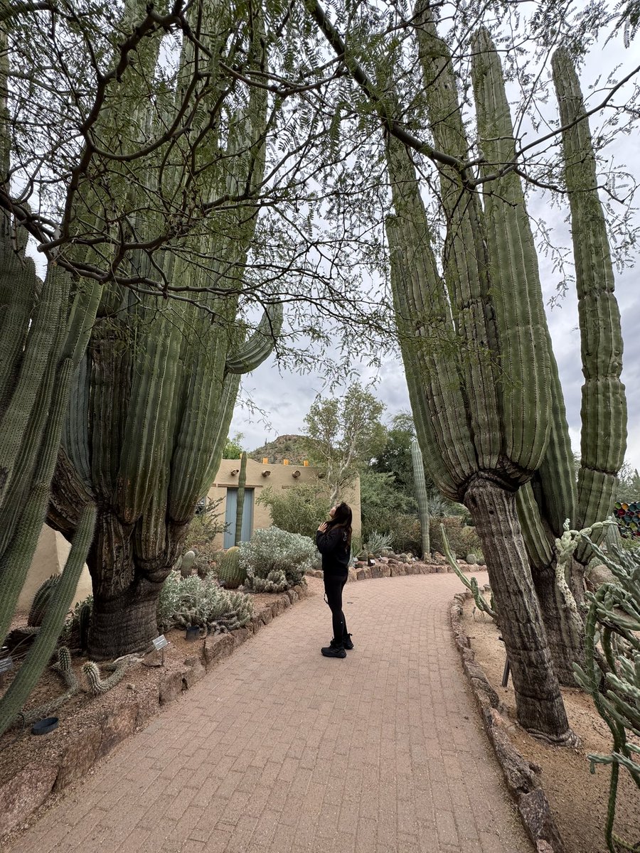 meijiwanders's tweet photo. The desert isn’t just beige.
Phoenix Desert Botanical Garden reminded me today that its colors are subtle, layered, and easy to miss—unless you slow down and look a little closer. 🌵✨ https://t.co/87ySN6iXlX