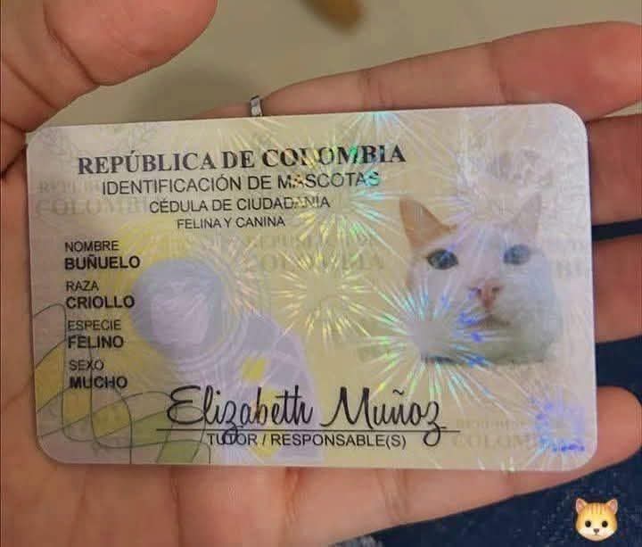 Animalesaprieto's tweet image. Buñuelo