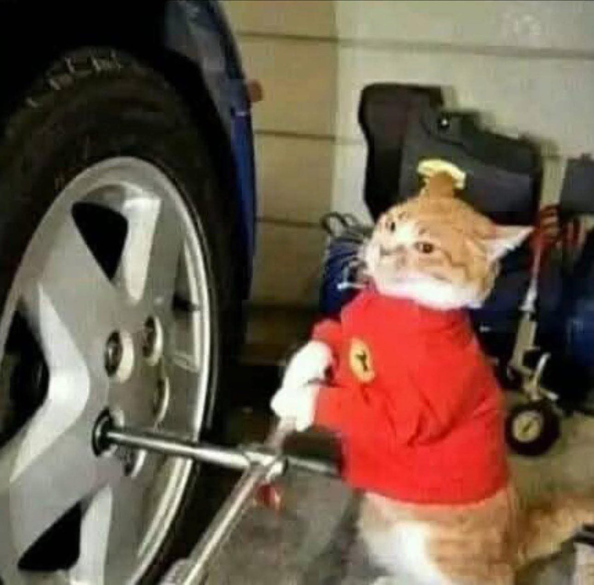 Animalesaprieto's tweet photo. "Hay que cambiar la llanta, traeme al gato" https://t.co/v99Mvp2s77