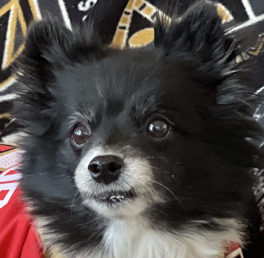 We need something to give our boys a little oomph to cross the line as winners.  I know, #Lucky3rdPdVGKNoseBoops from #VegasBorn! Let’s go!

#VGK9Krew
❤️🐼🐶