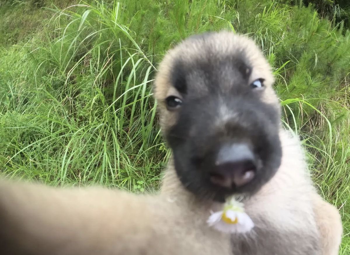 faewings's tweet image. ✽.𖤣.𖥧.𖡼.⚘.❁