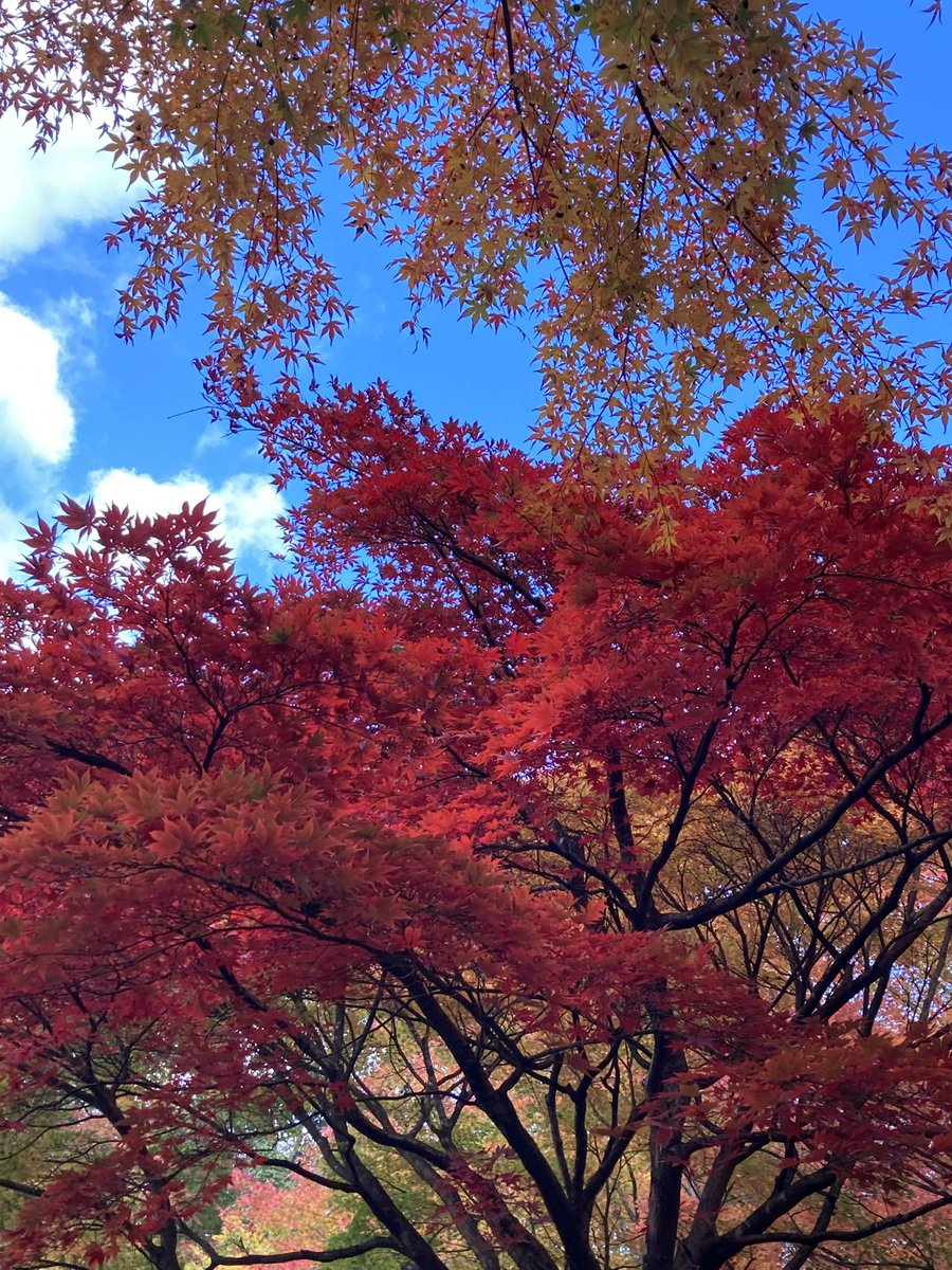 Peparon0601's tweet photo. 紅葉狩り行ってきた🍁🤎
鮮やか～！✨ https://t.co/xRgEw4vfg7