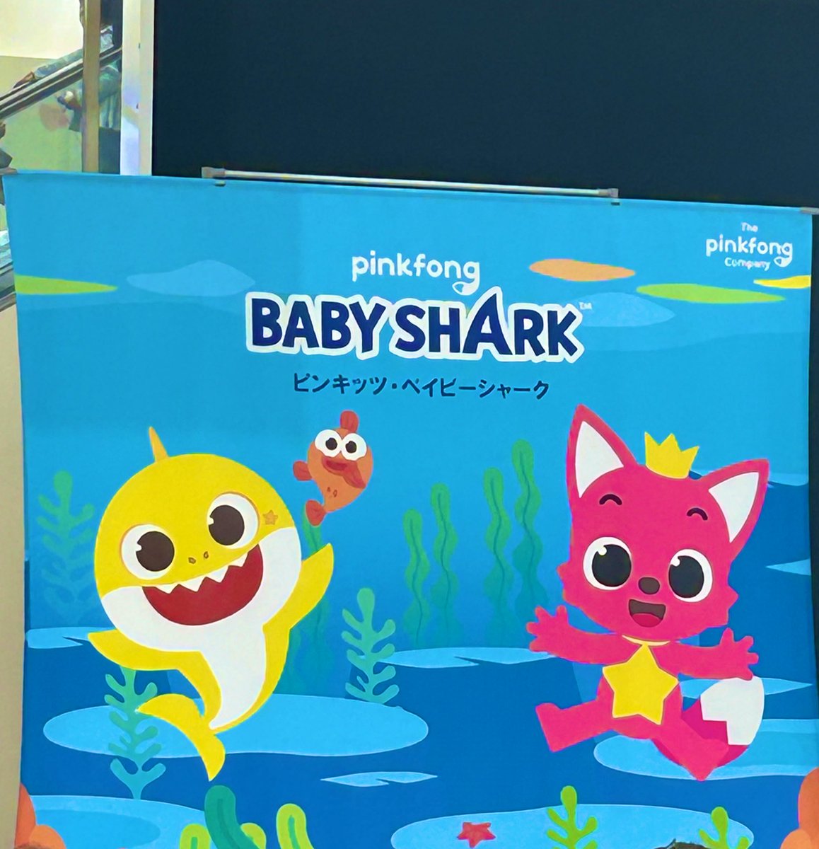 ベイビーシャークいた！！！！！！