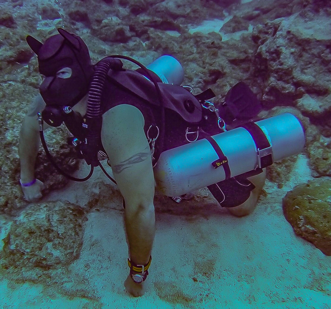 Maybe ima gonna start a “pup hoods outside the bedroom” montage. This is 50ft below the surface of the Gulf of Mexico 🤿

Anypup else sidemount btw?