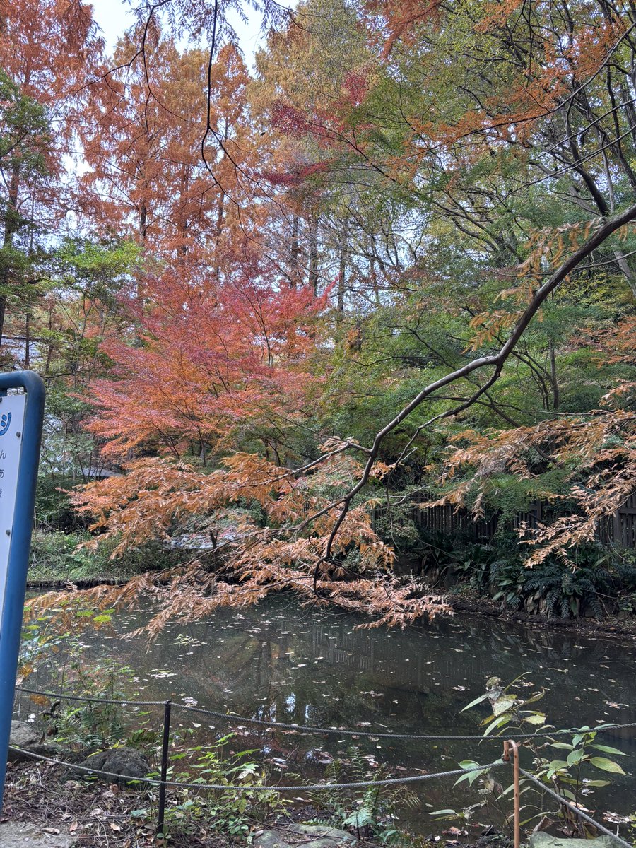 Snowwind_7's tweet image. 秋やんね