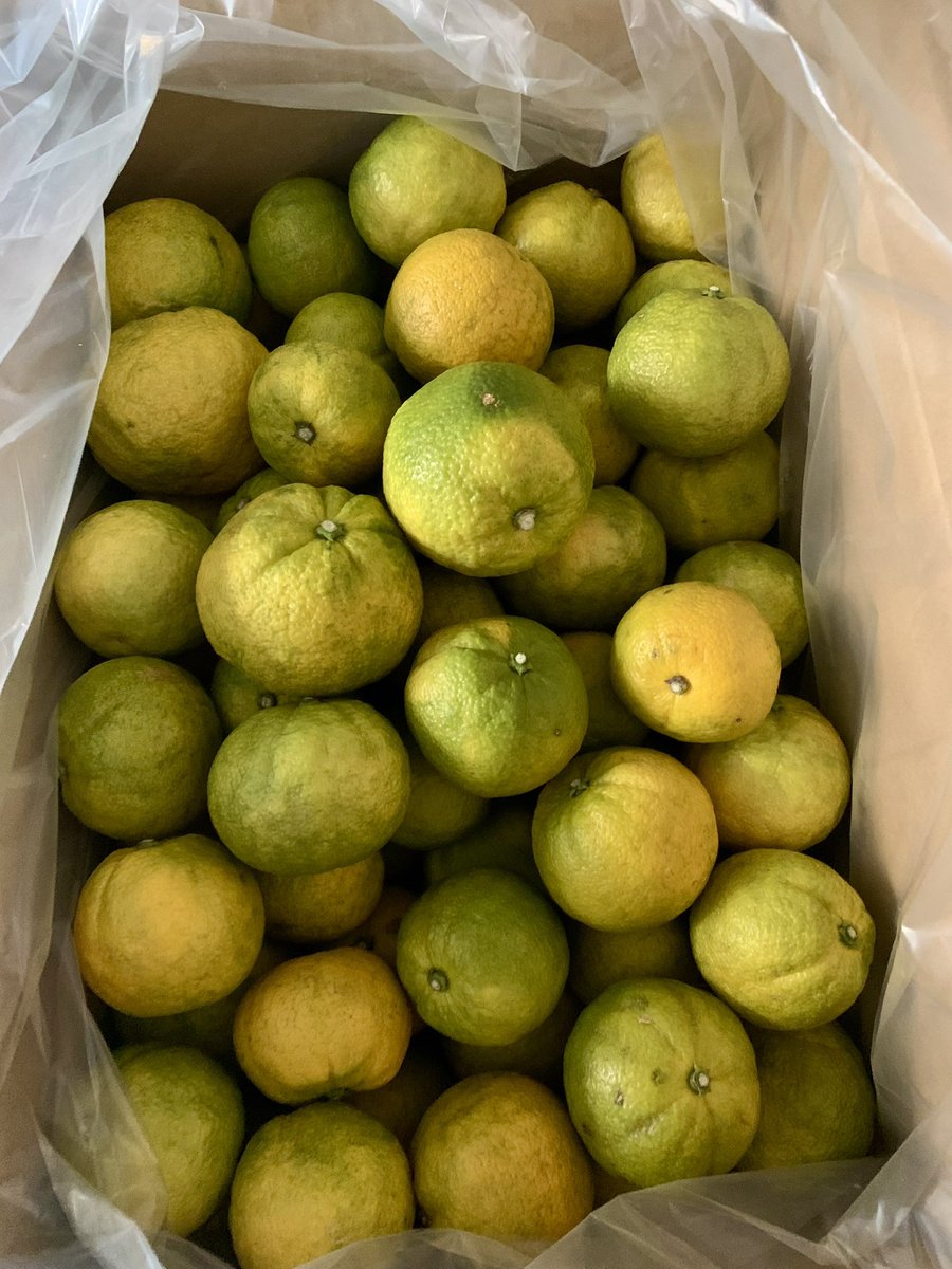 今日は #じゃばら湯
１５時～２２時の営業です。

２４日（月）２５日（火）は休業日です。

#水神湯 #銭湯 #公衆浴場 #大森 #大森駅 #大森海岸駅 #立会川駅 #品川区 #大田区