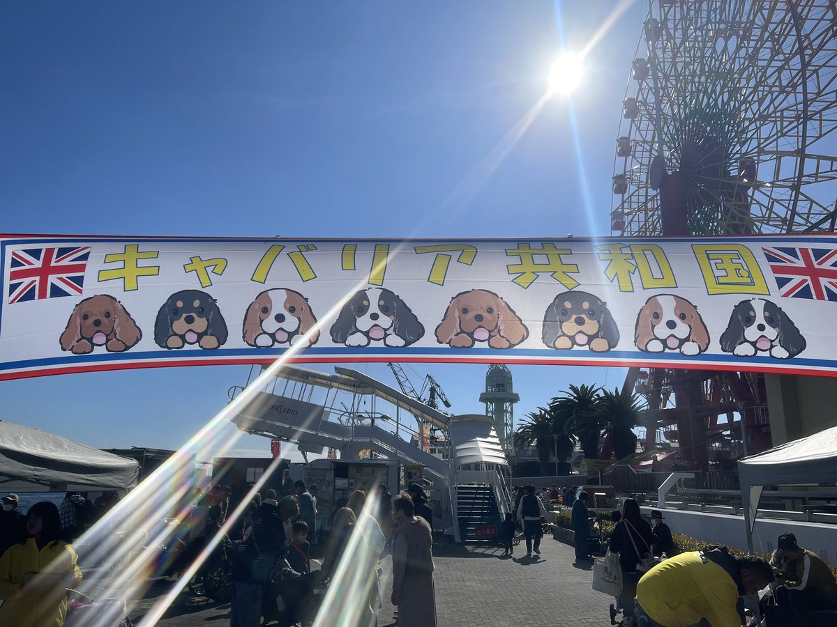 CHIYORI_grcs's tweet image. キャバリア共和国行ってきました🐶