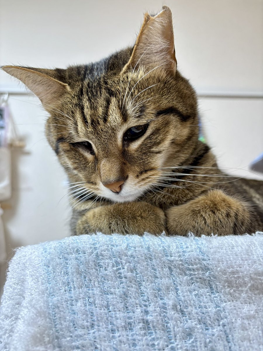 Post by オレンジ猫 on X: わかる～🥰💓