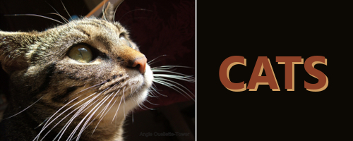 #cats - What I'm #thankful for Today#13 - #animals #FelineFun #FurryFriends are #family
bit.ly/4p6CuRh