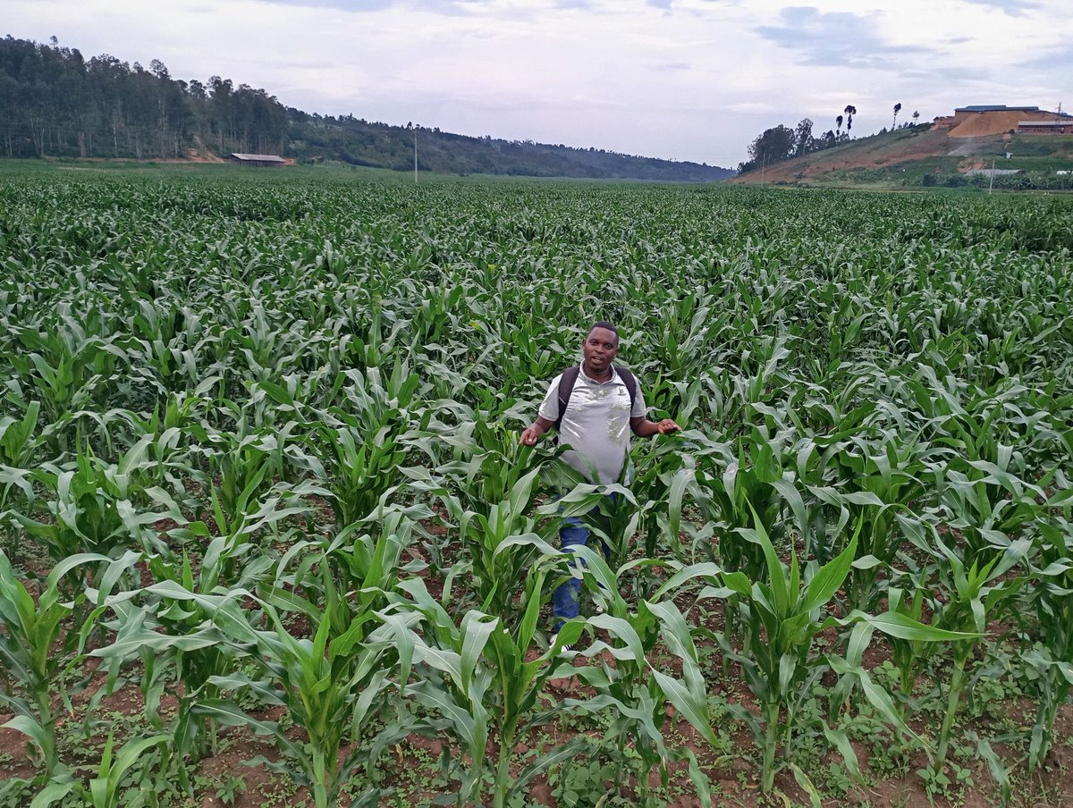 OasisMulti's tweet photo. Blessed Sunday to all farmers ,food security is our priorities @Agronomme_ @AGRA_Africa @Curious39031228 @EgidieBibio @ryaf_agribiz @JacquesMuhirwa @AgronomyGuyYEG @YEAN_Agro @AgriTadco @FAO https://t.co/8XrV5exj8j