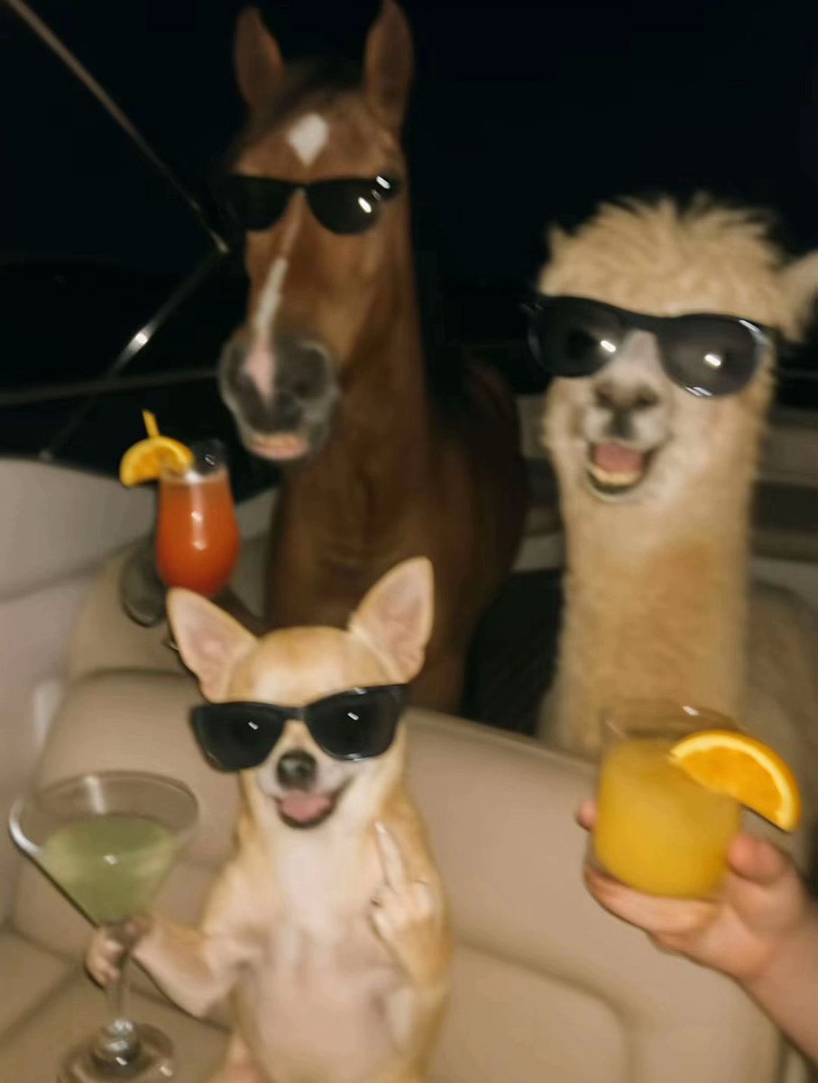 💖 (@twaniimals) on Twitter photo 