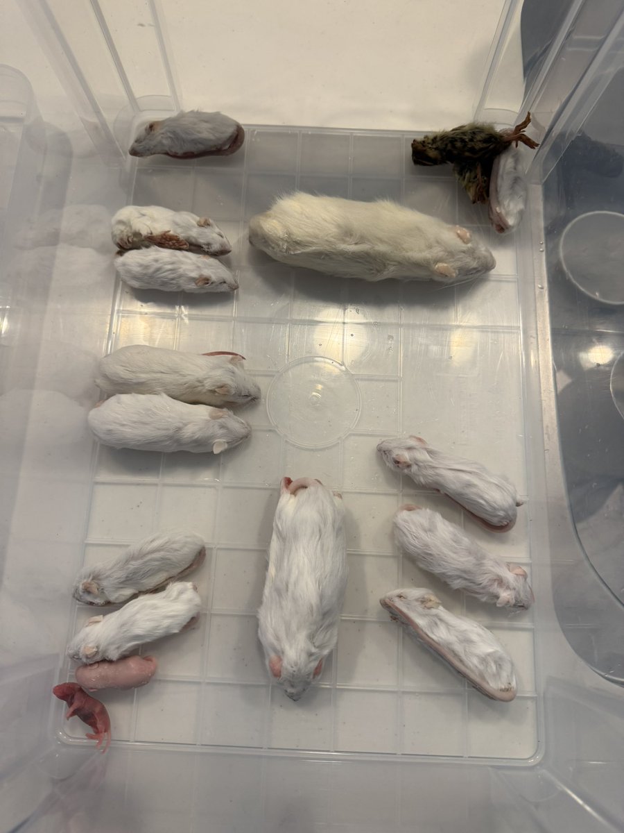 Rep_Chan_'s tweet image. 今回のマウス肌艶いい気がする