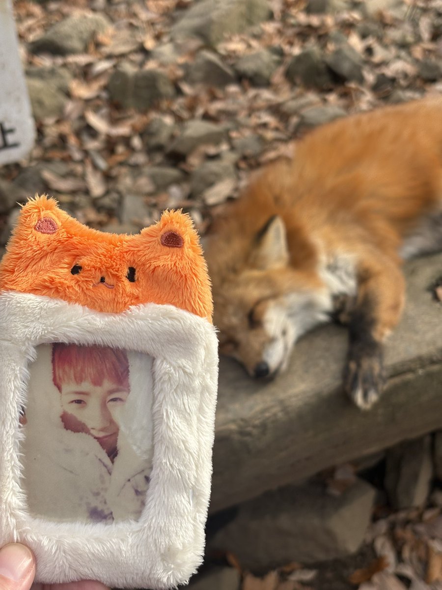 dr__mory's tweet image. 런쥔이 만나고 왔어 😍🦊
