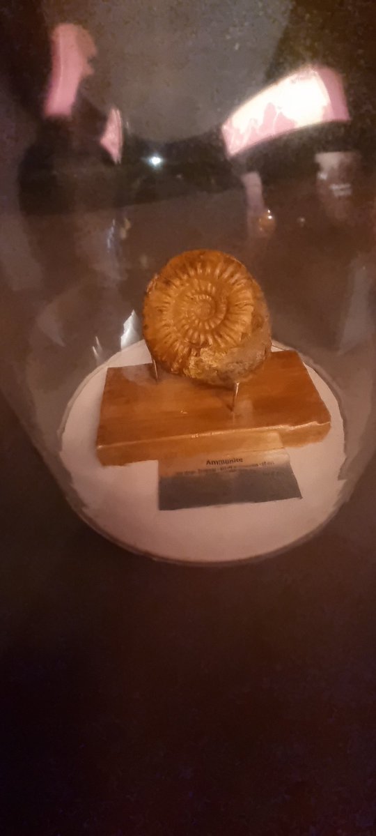 DrPayalPandit1's tweet image. #Fibonacci Series is an amalgamation of #Mathematics &amp;amp; beauty in nature...From the modern day #shells to 66 billion year old #ammonites, fibonacci series is every where!! This  #WorldFibonacciDay let&apos;s appreciate the beauty of mathematics &amp;amp; the importance of #STEM learning!